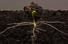 為什么要進行土壤有機質(zhì)檢測？