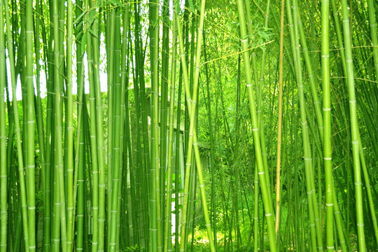 植物株高要如何測(cè)量？