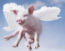 如何在屠宰環(huán)節(jié)做好非洲豬瘟的檢測(cè)工作？